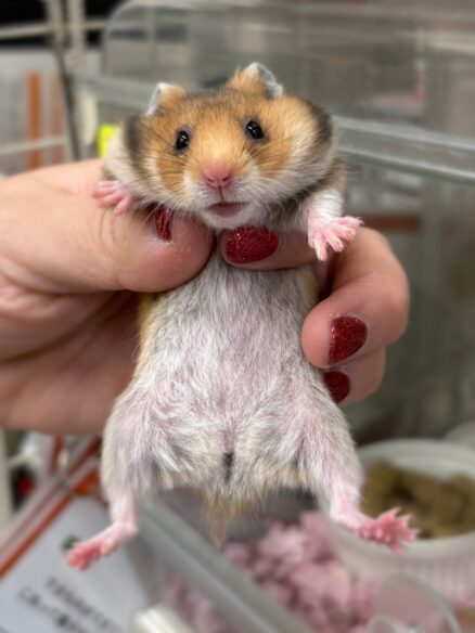 ゴールデンハムスターベビー ノーマル｜2025年11月21日生まれ｜ピュア☆アニマルのメイン画像