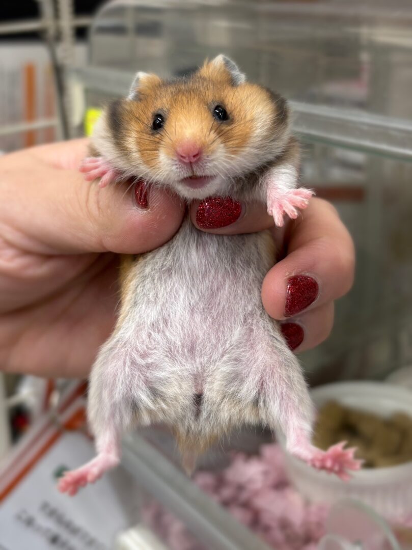 ゴールデンハムスターベビー ノーマル｜2025年11月21日生まれ｜ピュア☆アニマルのメイン画像