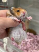 ゴールデンハムスターベビー ノーマル｜2025年11月21日生まれ｜ピュア☆アニマルの画像1