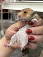 ゴールデンハムスターベビー ノーマル｜2025年11月21日生まれ｜ピュア☆アニマルの画像2