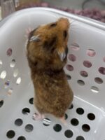 ゴールデンハムスターベビー ノーマル｜2025年11月21日生まれ｜ピュア☆アニマルの画像3