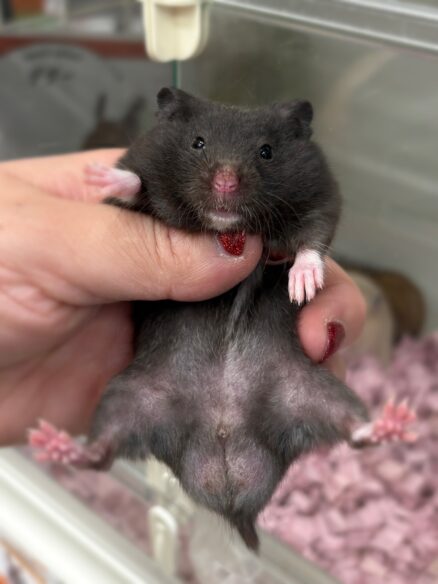 シリアンハムスターベビー クロクマオス｜2025年11月21日生まれ｜ピュア☆アニマルのメイン画像