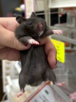 シリアンハムスターベビー クロクマオス｜2025年11月21日生まれ｜ピュア☆アニマルの画像1