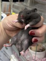 シリアンハムスターベビー クロクマオス｜2025年11月21日生まれ｜ピュア☆アニマルの画像2