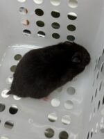 シリアンハムスターベビー クロクマオス｜2025年11月21日生まれ｜ピュア☆アニマルの画像3