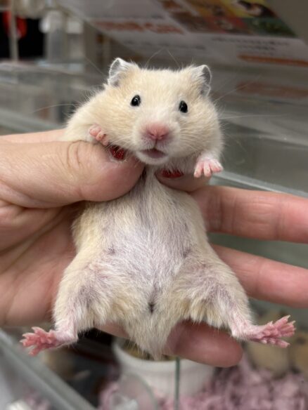 シリアンハムスターベビー キンクマ♂｜2025年11月21日生まれ｜ピュア☆アニマルのメイン画像