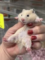 シリアンハムスターベビー キンクマ♂｜2025年11月21日生まれ｜ピュア☆アニマルの画像1