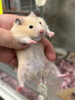 シリアンハムスターベビー キンクマ♂｜2025年11月21日生まれ｜ピュア☆アニマルの画像2