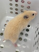 シリアンハムスターベビー キンクマ♂｜2025年11月21日生まれ｜ピュア☆アニマルの画像3