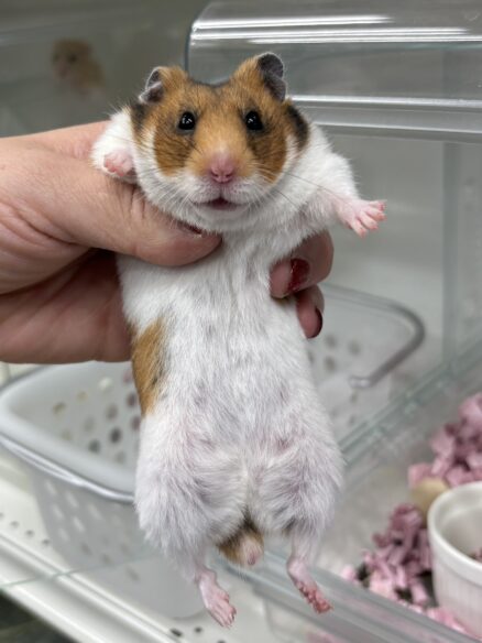 シリアンハムスターベビー ノーマルバンデット｜2025年7月17日生まれ｜ピュア☆アニマルのメイン画像