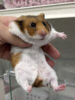 シリアンハムスターベビー ノーマルバンデット｜2025年7月17日生まれ｜ピュア☆アニマルの画像1