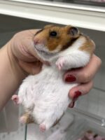 シリアンハムスターベビー ノーマルバンデット｜2025年7月17日生まれ｜ピュア☆アニマルの画像2