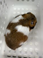 シリアンハムスターベビー ノーマルバンデット｜2025年7月17日生まれ｜ピュア☆アニマルの画像3