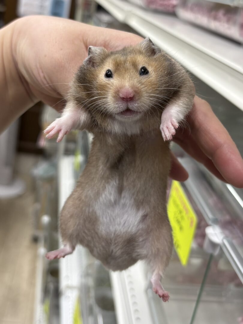 シリアンハムスターベビー セーブル(ブラウン)オス｜2025年9月生まれ(チェコ産)｜ピュア☆アニマルのメイン画像