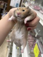 シリアンハムスターベビー セーブル(ブラウン)オス｜2025年9月生まれ(チェコ産)｜ピュア☆アニマルの画像1