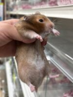 シリアンハムスターベビー セーブル(ブラウン)オス｜2025年9月生まれ(チェコ産)｜ピュア☆アニマルの画像2