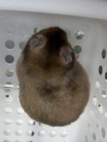 シリアンハムスターベビー セーブル(ブラウン)オス｜2025年9月生まれ(チェコ産)｜ピュア☆アニマルの画像4