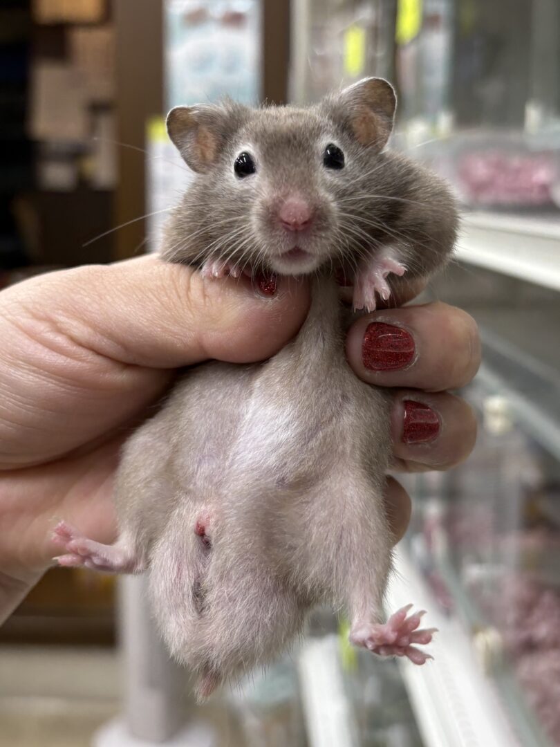 シリアンハムスターベビー セーブル(グレー)オス｜2025年9月生まれ(チェコ産)｜ピュア☆アニマルのメイン画像