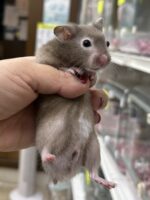 シリアンハムスターベビー セーブル(グレー)オス｜2025年9月生まれ(チェコ産)｜ピュア☆アニマルの画像1