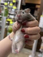 シリアンハムスターベビー セーブル(グレー)オス｜2025年9月生まれ(チェコ産)｜ピュア☆アニマルの画像2