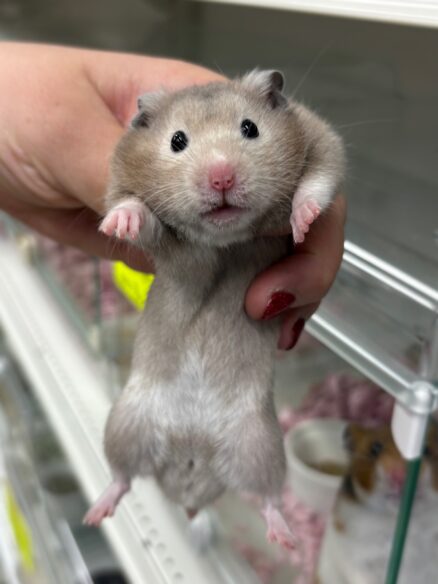 シリアンハムスターベビー セーブル(ライトグレー)オス｜2025年9月生まれ(チェコ産)｜ピュア☆アニマルのメイン画像