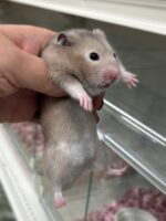 シリアンハムスターベビー セーブル(ライトグレー)オス｜2025年9月生まれ(チェコ産)｜ピュア☆アニマルの画像1