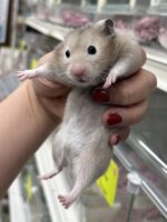 シリアンハムスターベビー セーブル(ライトグレー)オス｜2025年9月生まれ(チェコ産)｜ピュア☆アニマルの画像2