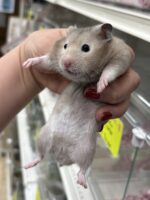 シリアンハムスターベビー セーブル(ライトグレー)オス｜2025年9月生まれ(チェコ産)｜ピュア☆アニマルの画像3