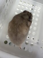 シリアンハムスターベビー セーブル(ライトグレー)オス｜2025年9月生まれ(チェコ産)｜ピュア☆アニマルの画像4