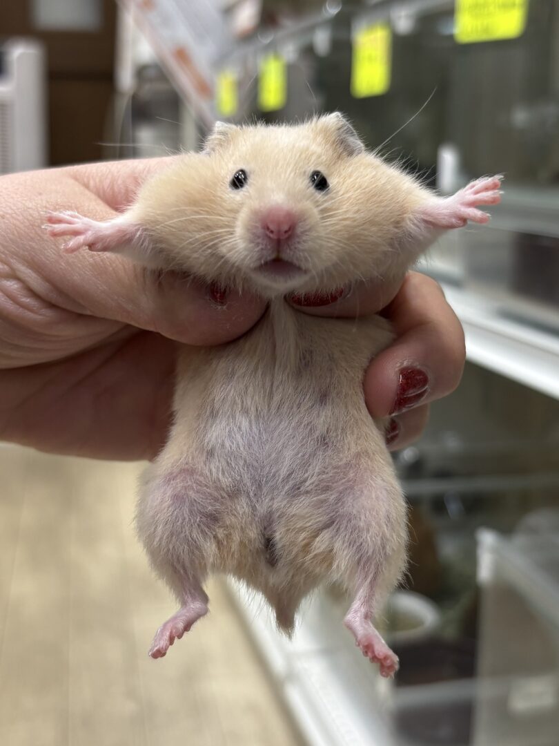 シリアンハムスターベビー キンクマ♀｜2025年11月21日生まれ｜ピュア☆アニマルのメイン画像