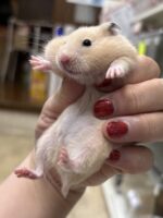 シリアンハムスターベビー キンクマ♀｜2025年11月21日生まれ｜ピュア☆アニマルの画像1