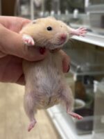 シリアンハムスターベビー キンクマ♀｜2025年11月21日生まれ｜ピュア☆アニマルの画像2