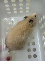 シリアンハムスターベビー キンクマ♀｜2025年11月21日生まれ｜ピュア☆アニマルの画像3