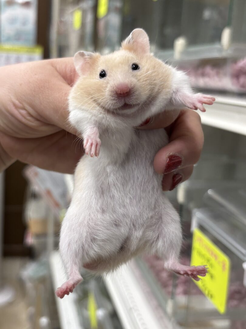 シリアンハムスターベビー クリームバンデッド♀｜2025年11月21日生まれ｜ピュア☆アニマルのメイン画像