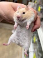シリアンハムスターベビー クリームバンデッド♀｜2025年11月21日生まれ｜ピュア☆アニマルの画像1