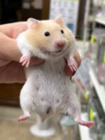 シリアンハムスターベビー クリームバンデッド♀｜2025年11月21日生まれ｜ピュア☆アニマルの画像2