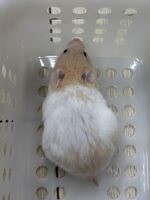 シリアンハムスターベビー クリームバンデッド♀｜2025年11月21日生まれ｜ピュア☆アニマルの画像3