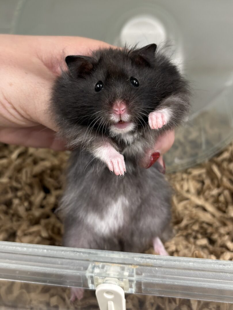 シリアンハムスターベビー クマロング オス｜2025年11月生まれ(チェコ産)｜ピュア☆アニマルのメイン画像