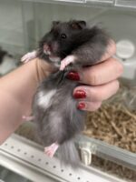 シリアンハムスターベビー クマロング オス｜2025年11月生まれ(チェコ産)｜ピュア☆アニマルの画像2