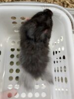 シリアンハムスターベビー クマロング オス｜2025年11月生まれ(チェコ産)｜ピュア☆アニマルの画像3