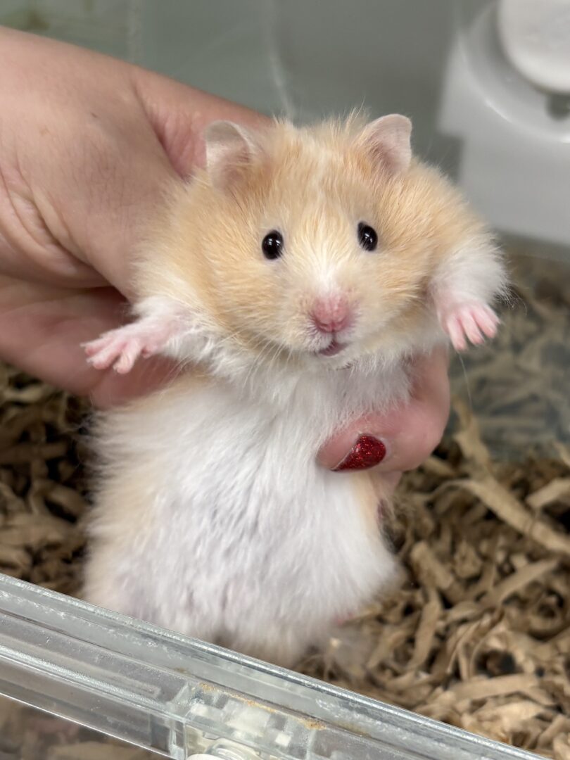 シリアンハムスターベビー クリームバンデッドロング オス｜2025年11月生まれ(チェコ産)｜ピュア☆アニマルのメイン画像
