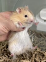 シリアンハムスターベビー クリームバンデッドロング オス｜2025年11月生まれ(チェコ産)｜ピュア☆アニマルの画像1