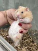 シリアンハムスターベビー クリームバンデッドロング オス｜2025年11月生まれ(チェコ産)｜ピュア☆アニマルの画像2