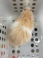 シリアンハムスターベビー クリームバンデッドロング オス｜2025年11月生まれ(チェコ産)｜ピュア☆アニマルの画像3