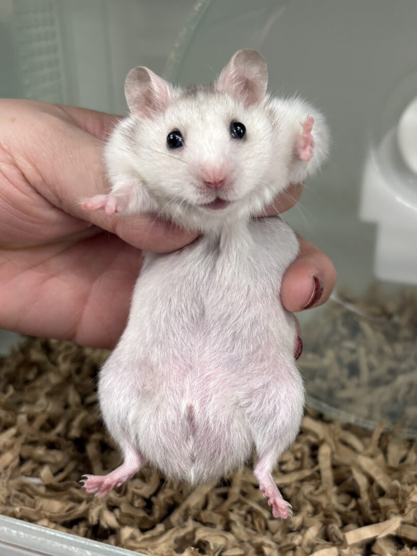シリアンハムスターベビー グレイサテン オス｜2025年11月生まれ(チェコ産)｜ピュア☆アニマルのメイン画像