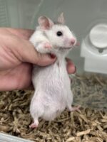 シリアンハムスターベビー グレイサテン オス｜2025年11月生まれ(チェコ産)｜ピュア☆アニマルの画像1