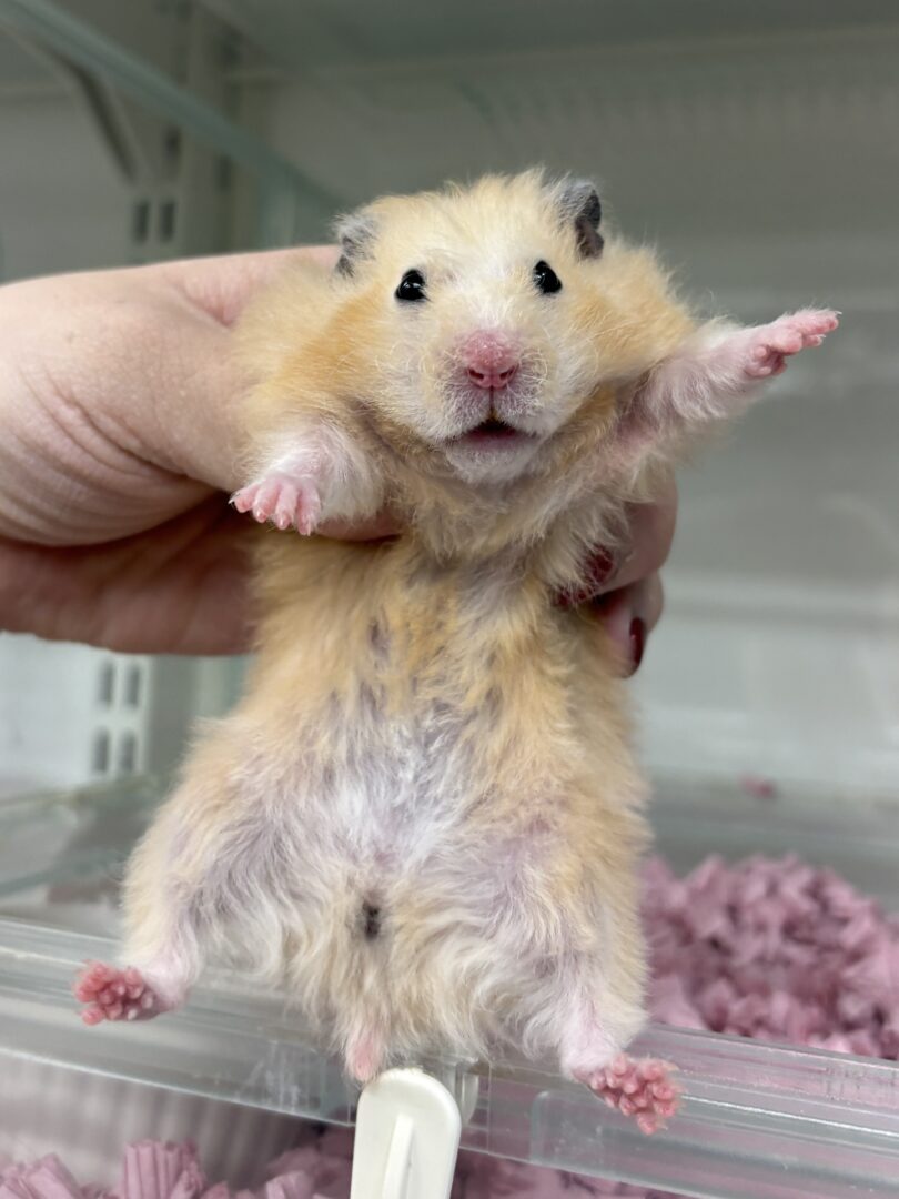 レッキス（Rex）クリーム♀｜縮れ毛ロングヘア・希少シリアン【ピュア☆アニマル】のメイン画像