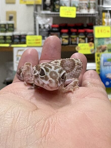 レオパ（エクリプスマックスノーアルビノ）販売情報｜東京都のピュア☆アニマルのメイン画像