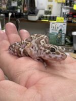 レオパ（エクリプスマックスノーアルビノ）販売情報｜東京都のピュア☆アニマルの画像1