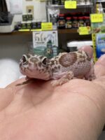 レオパ（エクリプスマックスノーアルビノ）販売情報｜東京都のピュア☆アニマルの画像2